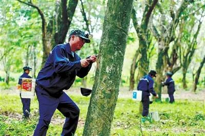 探索“橡膠+”經濟模式 三亞老膠林長出“新財富